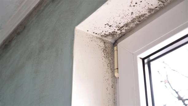 Best Emergency Mold Remediation in Magnolia, AR