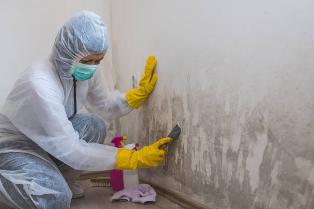 Best Basement Mold Remediation in Magnolia, AR