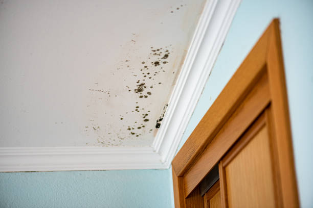 Best Commercial Mold Remediation in Magnolia, AR