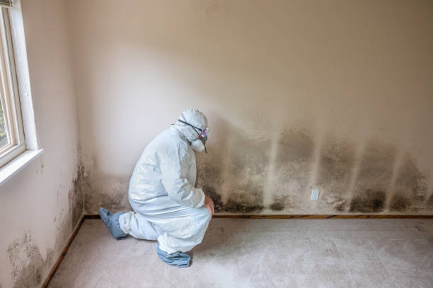 Best Industrial Mold Remediation in Magnolia, AR