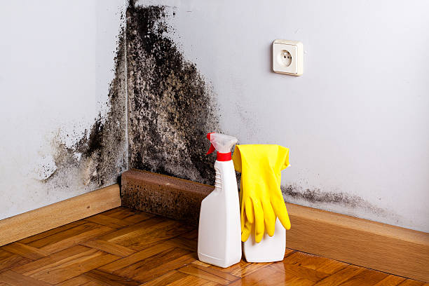 Best Kitchen Mold Remediation in Magnolia, AR