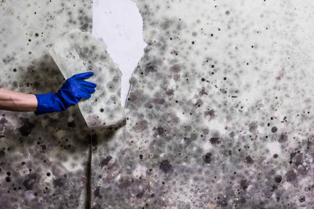 Best Localized Mold Remediation (e.g., coastal areas, humid climates) in Magnolia, AR